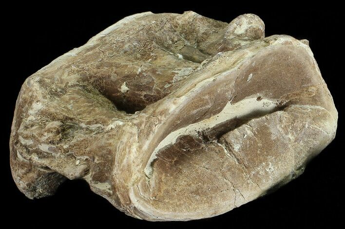 Xiphactinus (Cretaceous Fish) Vertebrae - Kansas #68965